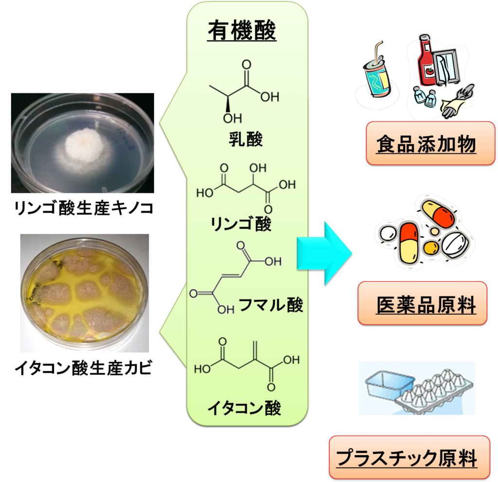 生物反応工学研究室