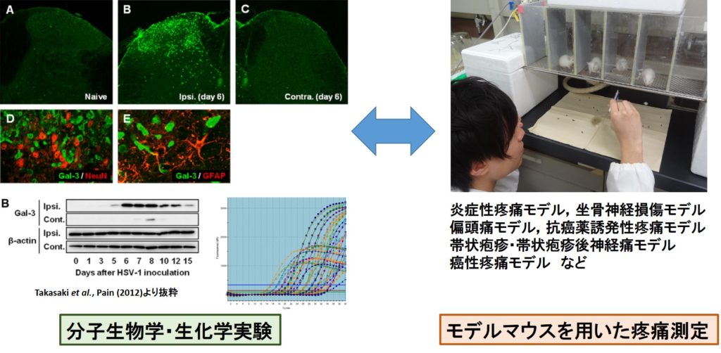 分子病態薬理学 2 痛みの病態と治療，そして緩和医療 成田年の+spbgp44.ru