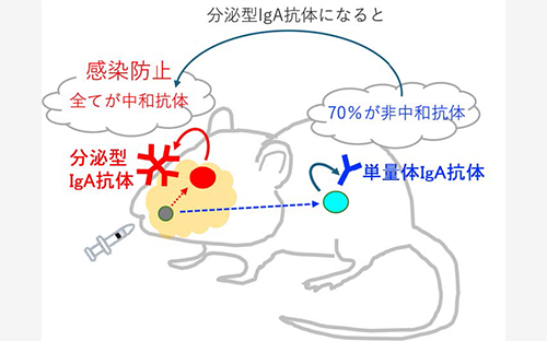経鼻免疫により鼻粘膜に誘導される分泌型IgA抗体がウイルス感染を抑制する機構をモノクローナル抗体レベルで解明