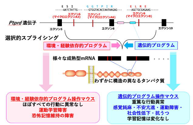 複数の工学部知能情報工学コース生体情報処理研究室出身学生が参加した研究プロジェクトによる研究成果が、「Proceedings of the National Academy of Sciences of the United States of America」に掲載されました。